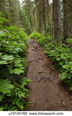 A forest trail View Large Photo Image Stock Photo - A forest trail. Fotosearch