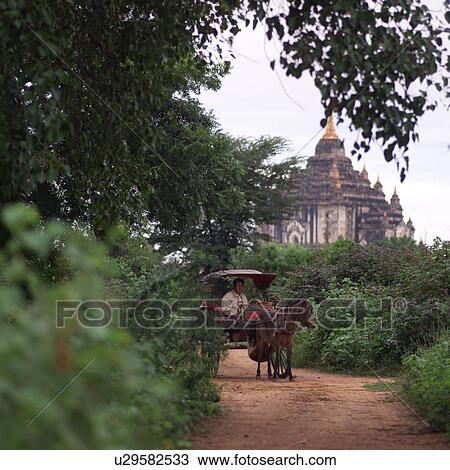 Cart carrying people going down road in Bagan View Large Photo Image Stock Image - Cart carrying people going down road in Bagan. Fotosearch