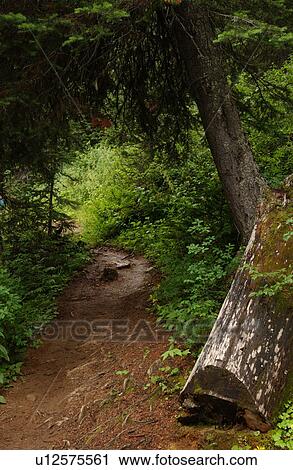 Stock Image - Close-up of a forest trail. Fotosearch