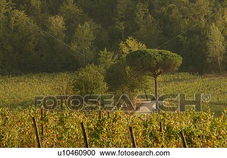 Landscapes - Tuscany, Italy View Large Photo Image Stock Image - Landscapes - Tuscany, Italy. Fotosearch