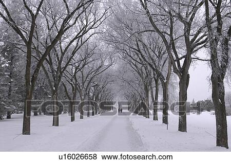 Park Path in Winter View Large Photo Image Stock Photo - Park Path in Winter. Fotosearch