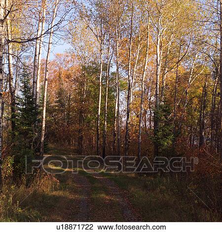 Path in forest View Large Photo Image Stock Image - Path in forest. Fotosearch
