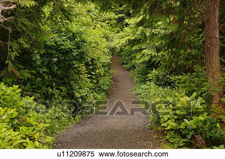 Path in forest View Large Photo Image Stock Photography - Path in forest. Fotosearch