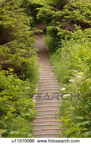 Path of stairs in forest View Large Photo Image Stock Photograph - Path of stairs in forest. Fotosearch