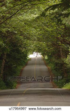 Stock Photo - Road in forest. Fotosearch