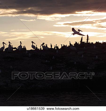 Stock Photo - Silhouette of birds on a hill at Lake of the woods, Ontario, Canada. Fotosearch