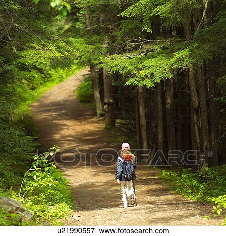 Trees in Forest View Large Photo Image Stock Photo - Trees in Forest. Fotosearch