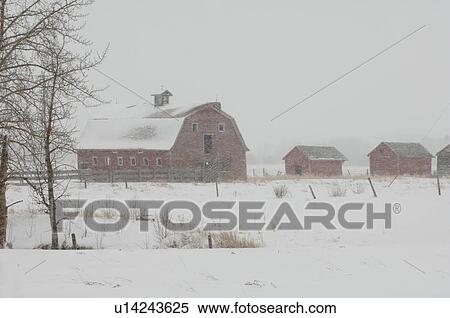 Derelict Barn on Farm in Alberta Canada View Large Photo Image Stock Photography - Derelict Barn on Farm in Alberta Canada. Fotosearch