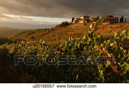 Vineyards - Tuscany, Italy View Large Photo Image Stock Photo - Vineyards - Tuscany, Italy. Fotosearch
