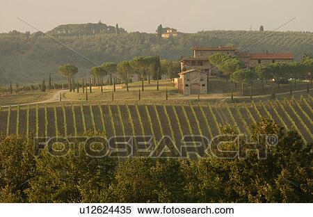 Stock Photography - Vineyards - Tuscany, Italy. Fotosearch