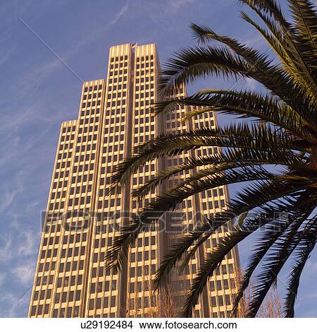 Palm trees and buildings in San Francisco View Large Photo Image Picture - Palm trees and buildings in San Francisco. Fotosearch