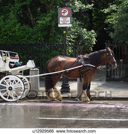 Horse and Cart View Large Photo Image Stock Photograph - Horse and Cart. Fotosearch