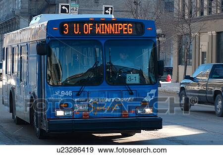 Transit bus on street in Winnipeg View Large Photo Image Stock Photo - Transit bus on street in Winnipeg. Fotosearch