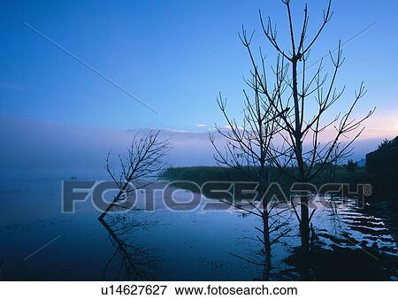 Stock Photo - Bare Tree, Blue, Cloud, Coast, Dusk. Fotosearch
