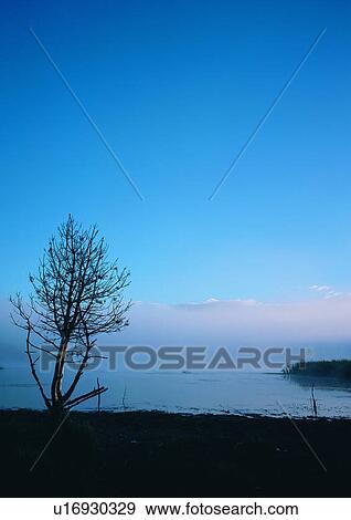 Bare Tree, Blue, Coast, Dusk, Foggy View Large Photo Image Stock Photo - Bare Tree, Blue, Coast, Dusk, Foggy. Fotosearch